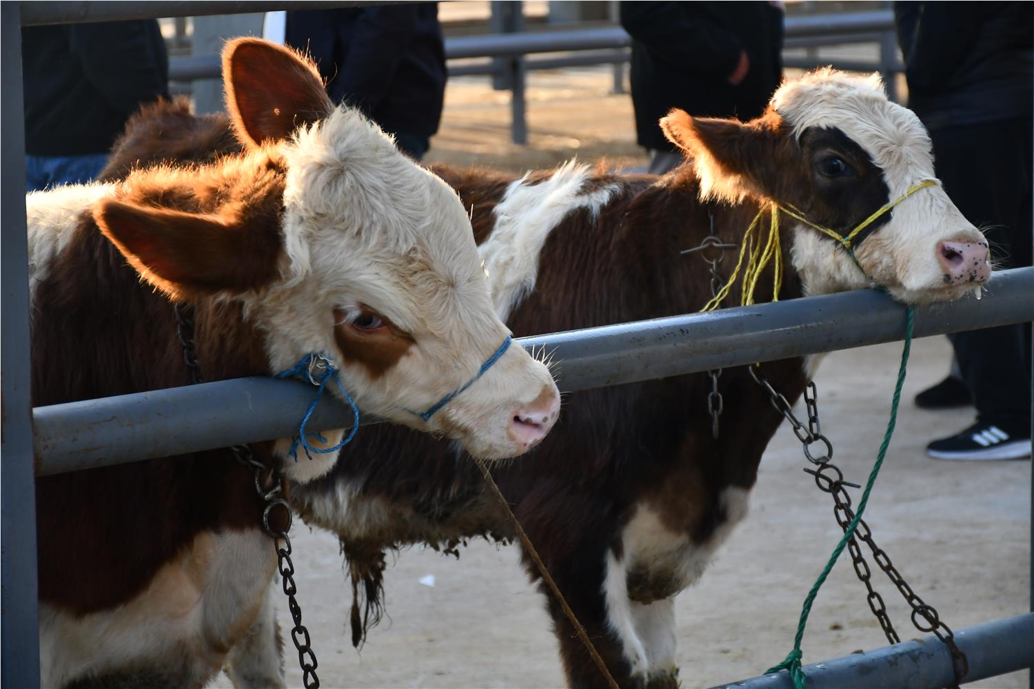 KAYSERİ’DE KURBANLIK TAVSİYE FİYATLARI AÇIKLANDI